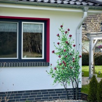 Wir malen Ihren Rosenstrauch an Ihre Hausfassade.